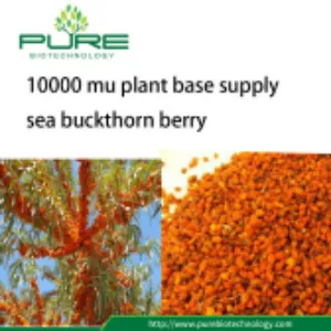 28% High Oil Yield of Sea Buckthorn Dried Fruit for Sea Buckthorn Oil Production