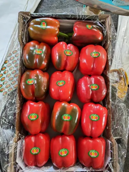 High-Quality Juicy Nuisanceless Wholesale Bell Pepper Supplier for Sweet Pepper Varieties