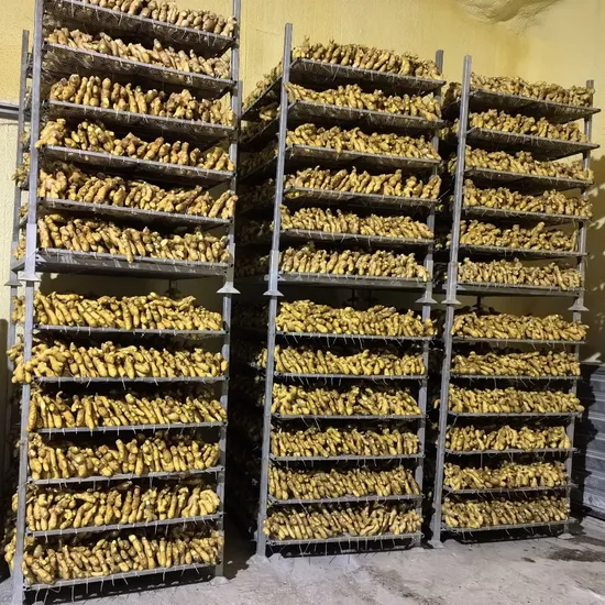 Shandong Ginger Yellow Fresh Air Dry Dried New Crop 2025 Ginger in China with Good Price High Quality150g 200g 300g up From Ginger Grower Gap Farm Factory Price