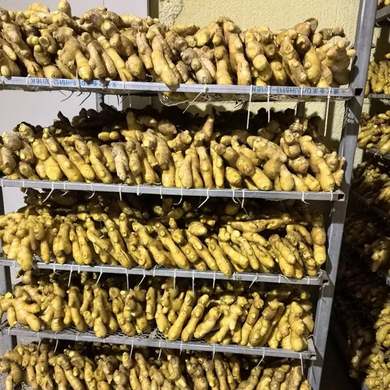 2024 New Crop Top Quality Fresh Air Dry Food Vegetable Yellow Fat Ginger Professional Exporter From China Shandong 100g 150g 200g 300g up Wholesale Price