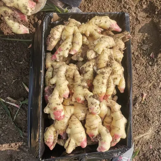 Fresh Air Dry Dried Young Ginger From China for Sale with Grower Price Wholesale Chinese Vegetable Food Ginger for UK Holland Europe Market 300g
