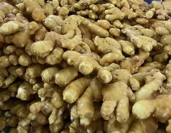 Fresh Semi Dried Ginger Roots Air Dired Ginger Organic Ginger Customized Package