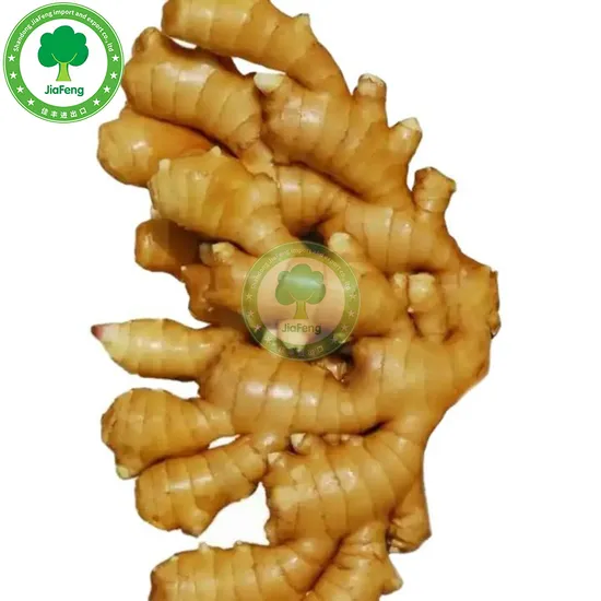 New Fresh Ginger Manufacture Exporter Quality Washed Air Dry Shandong Fat Big Size Organic Ginger From China Farm Low Price Wholesale