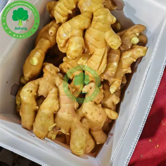 Ginger Fresh Ginger Export with High Quality Market Price Vegetable