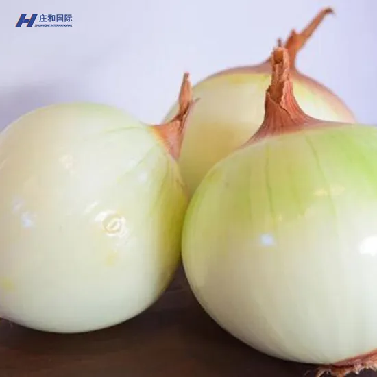 Fresh Certified High Quality and Competitively Priced Onions and Good Price Wholesale Price to Wholesalers and Delicious