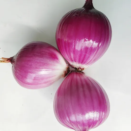 High Quality China 2024 New Crop Fresh Red/Yellow Onions in Large Supply