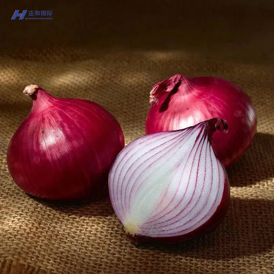 Fresh Certified Top Quality and Competitively Priced Onions and Good Price Wholesale Price to Wholesalers and Delicious