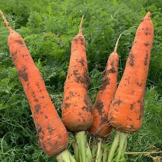 Fresh Carrot China High Quality Carrot Export Wholesale