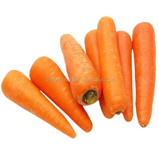 High Quality Chinese Fresh Carrot for Exporting