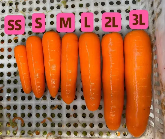Fresh Carrots for Export with Sweet Taste Good Quality Cheap Price From China