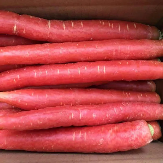 Carrots Export Fresh Carrots Dried Carrots Hot Sale