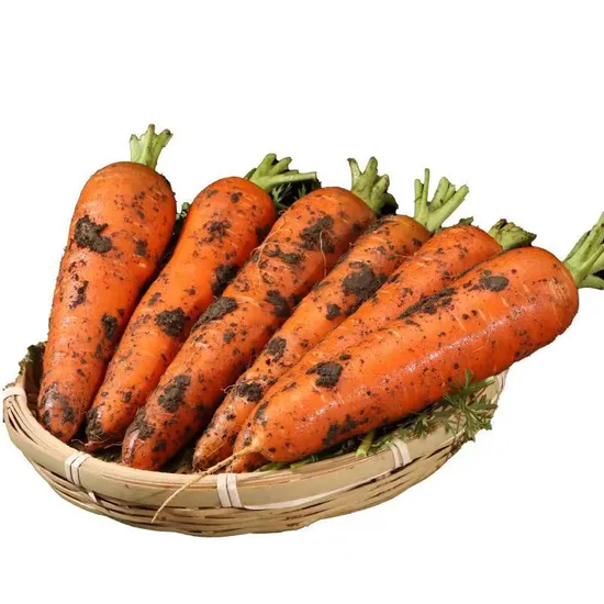 Excellent and Super Fresh Carrot From China