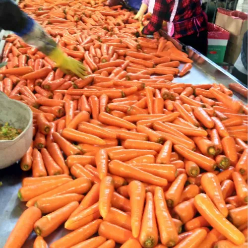 Wholesale Carrot S in 4kg Carton