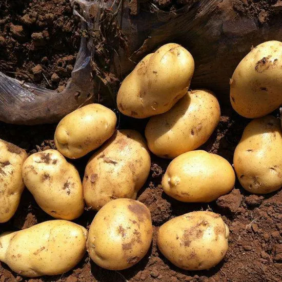 Best Selling Fresh Potato / Potato Chips at Cheap Price - Wholesale for Frozen Potato French Fries