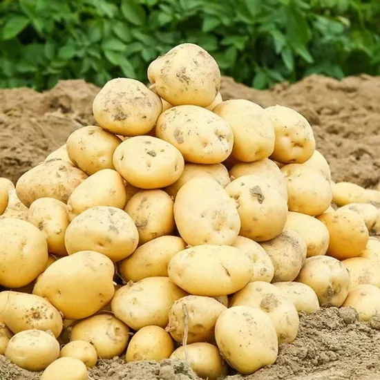 Chinese Bulk Fresh Potato Supplier Good Quality Fresh Potato French Fries (100-150G)