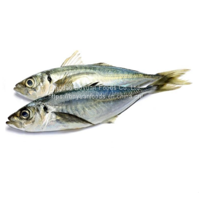 Jack mackerel