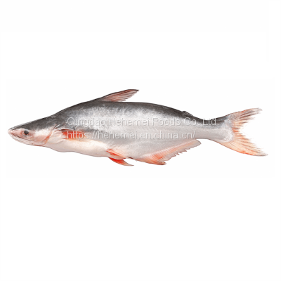 Whole frozen pangasius for export