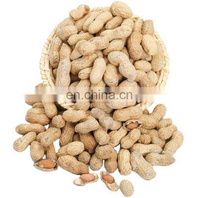 Bulk Peanut / Roasted Raw Groundnuts For sale