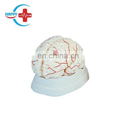 HC-S246 Human brain cerebral artery life-size pvc anatomical teaching model