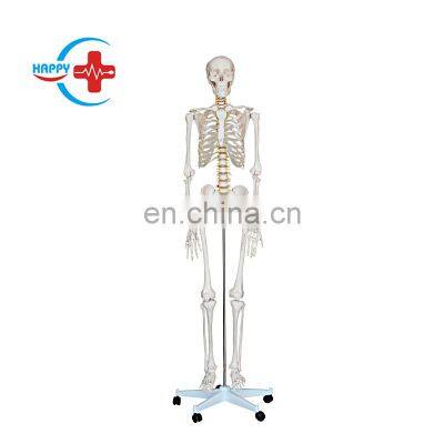 HC-S201 Life-Size 180 cm Medical Anatomical Human Simulation Skeleton Model/Human Skeleton Model for medical training