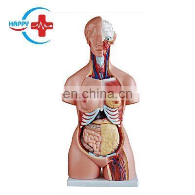 HC-S241 Human three-gender life-size body & organs anatomy model