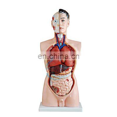HC-S239 Male half body & organ anatomical PVC model