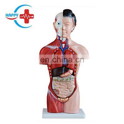 HC-S244 Human female torso & organ anatomical teaching model