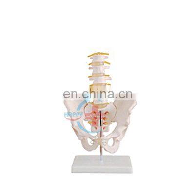 HC-S225 Anatomical Natural Human skeleton model medical teaching lumbar vertebra with large pelvis model