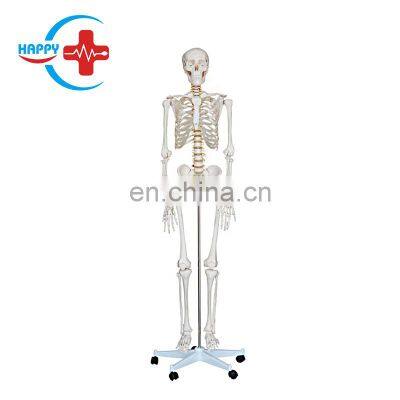 HC-S202 Best Quality Human skeleton model 85cm for medical teaching in medical anatomical