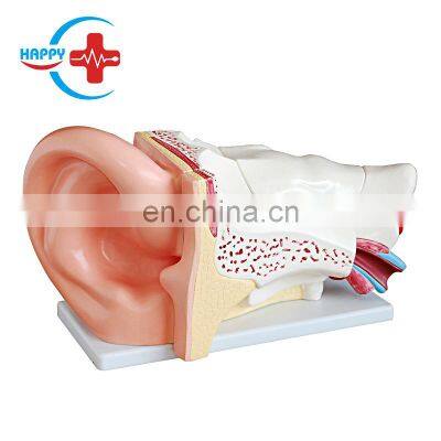 HC-S255 Medical Science magnified ear structural model for teaching/Advanced Human ear model
