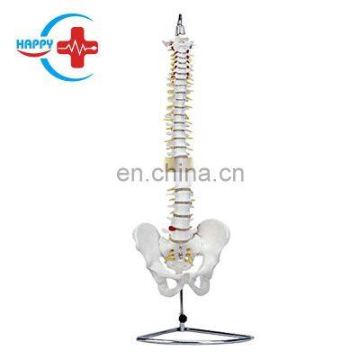 HC-S211 Advanced life-size human spine model for cervical vertebra & spine teaching