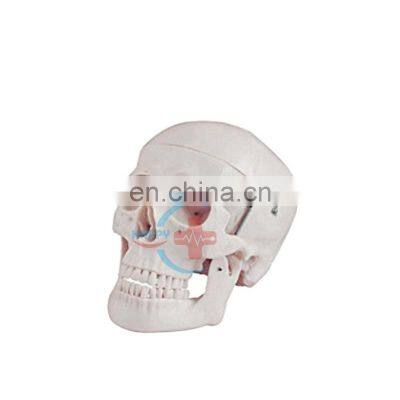 HC-S208 Medical science human life-size skull teaching model Anatomical teaching skeleton model human skull model
